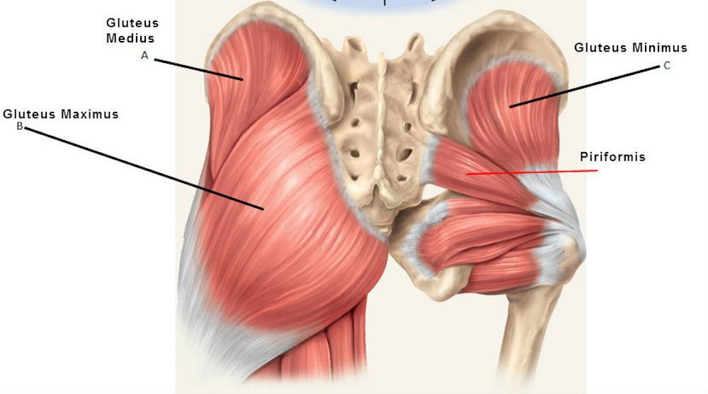 Understanding the Anatomy of​ Your Glutes for Effective ⁣Workouts