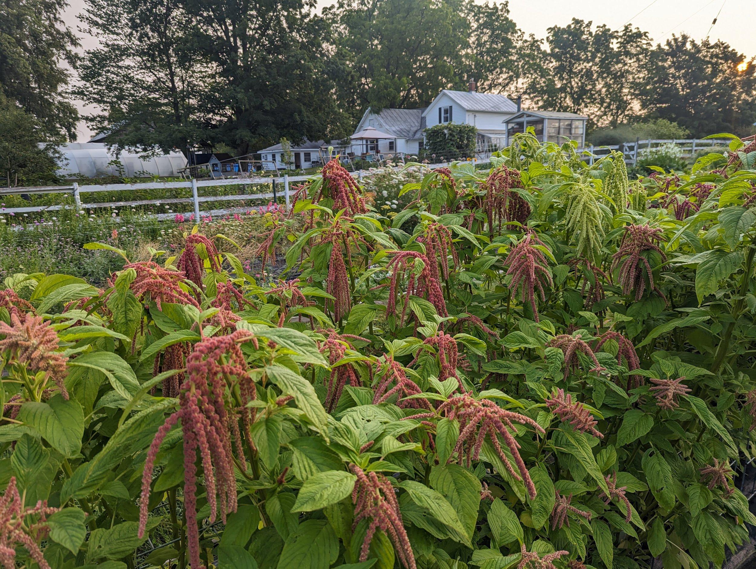 4) Amaranth: This gluten-free grain is high in protein and fiber, making it a hearty addition to your meals while providing essential vitamins and minerals