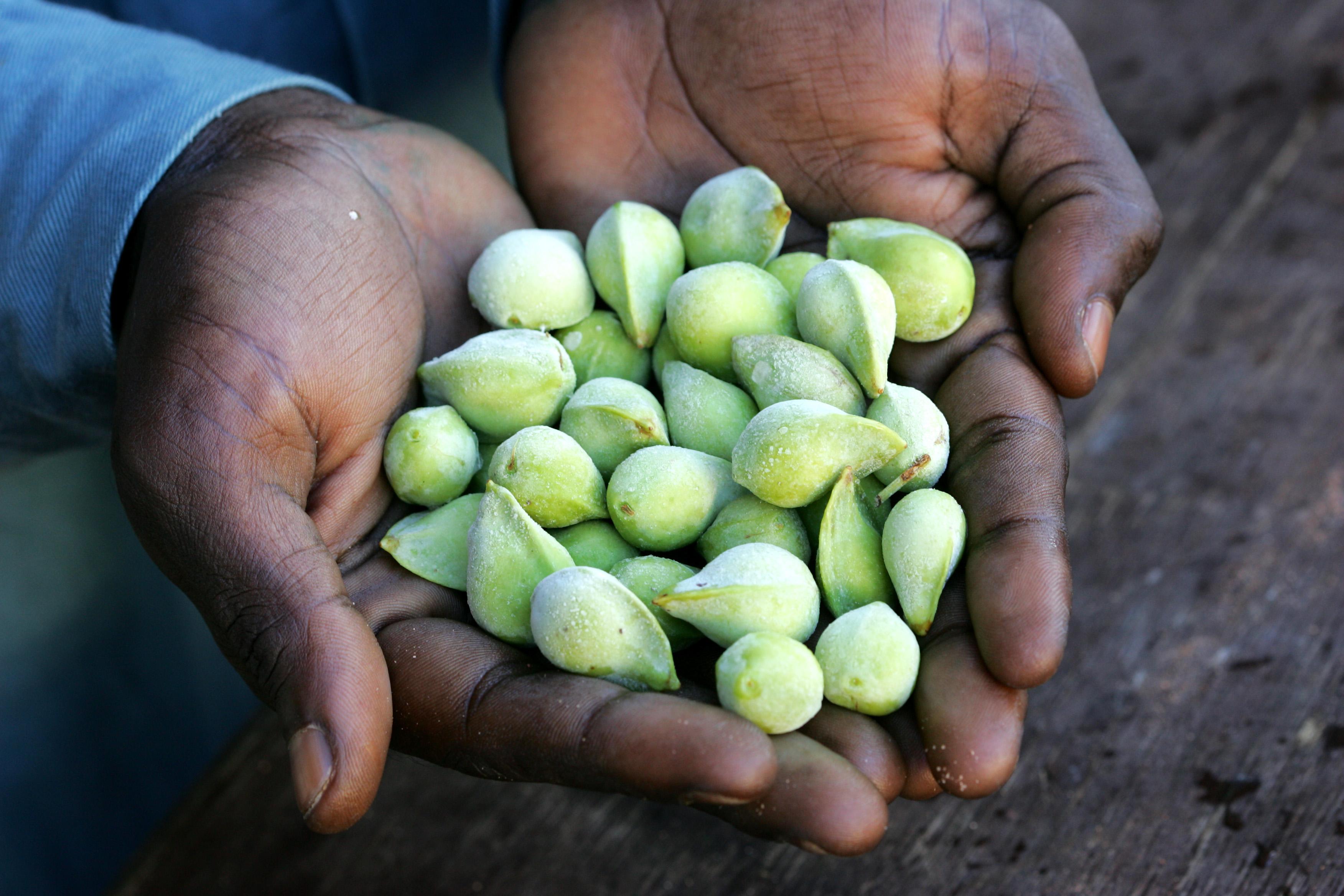 7) Kakadu Plum: Hailing from Australia, this small fruit boasts the highest vitamin C content of any food, perfect for brightening up your smoothies and boosting your immune system