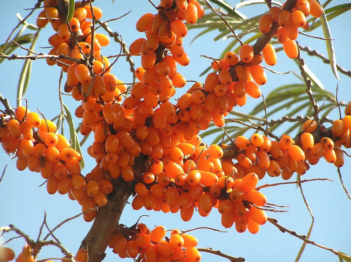 5) Sea Buckthorn: Packed with vitamin C and omega fatty acids, this vibrant orange berry can be enjoyed in juices and smoothies, supporting skin health and immunity