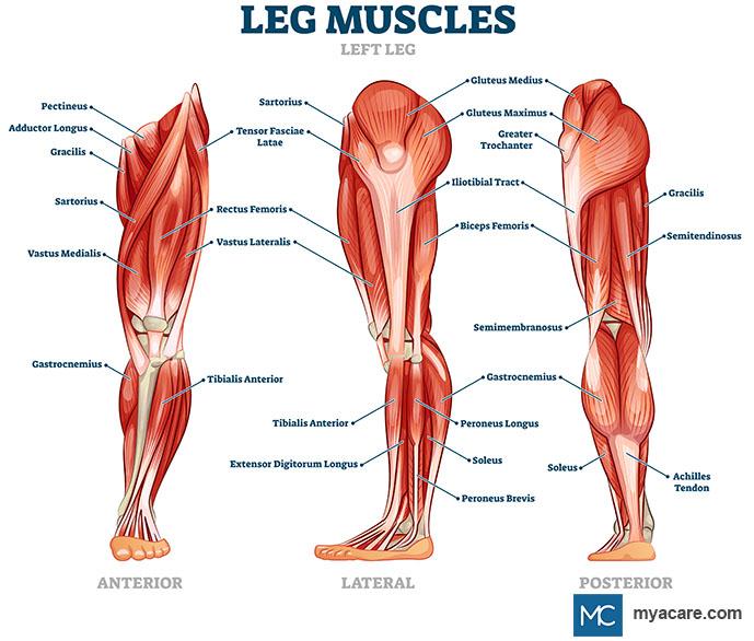 Calf Anatomy and Growth Essentials