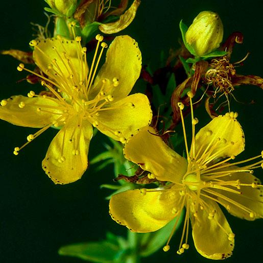 5) St. Johns Wort: Popular for treating mild depression, this herbal supplement can interact dangerously with numerous medications, including antidepressants and birth control