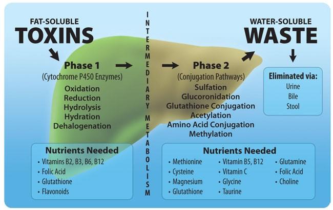 8) Detoxing removes heavy metals and chemicals – The bodys natural systems, especially the liver, are far more effective at dealing with these substances than any detox regimen