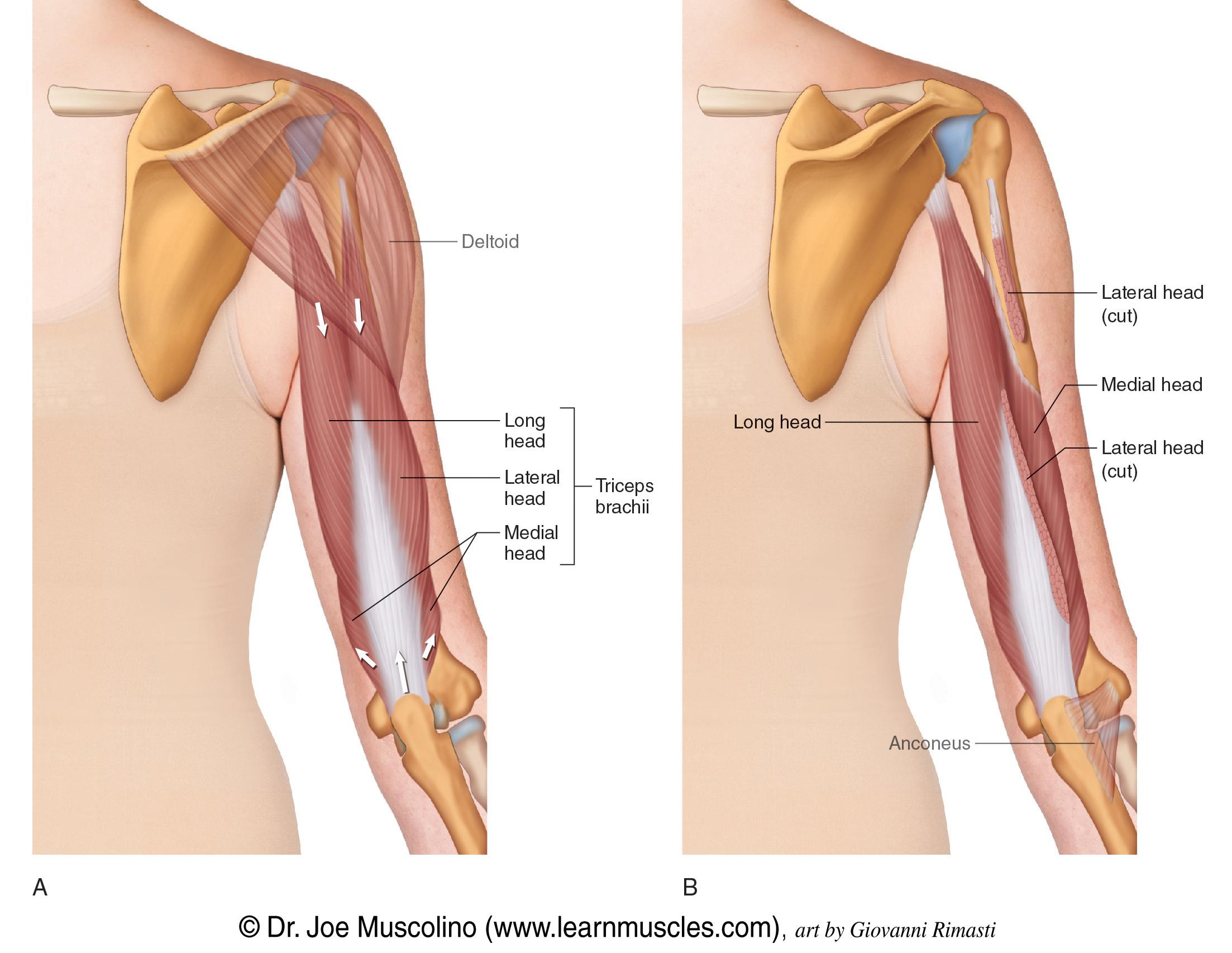 Triceps Anatomy and⁤ Function Explained