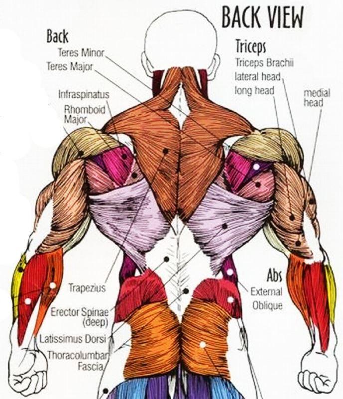 Targeted Exercises for Back Muscle Growth